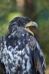 Junger Weißkopfseeadler