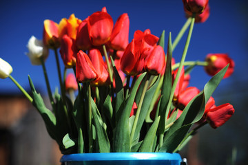 bunch of red tulips