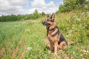 Dog german shepherd and grass around in a summer