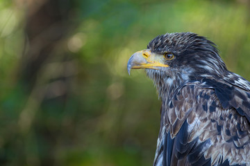 Junger Weißkopfseeadler