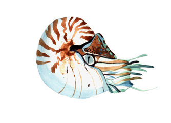 Graphic watercolor nautilus drawing, line drawing dudling, isolated on white background