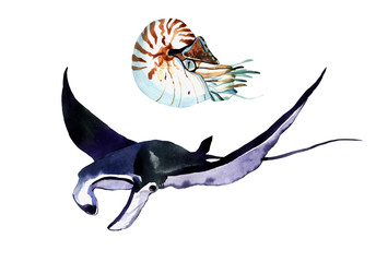 Devil fish. Stingray and nautilus watercolor illustration isolated on white background