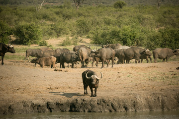 Fototapeta premium lonely water buffalo, madikwe game preserve south africa