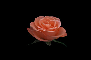 Solitary pink rose on a black background