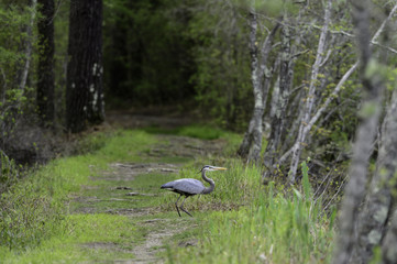 Great Blue Heron on path