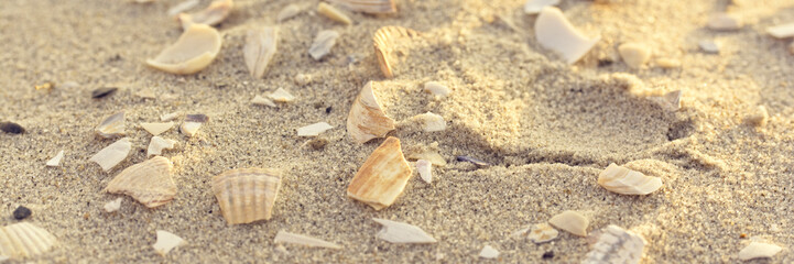 Muscheln im Sand bei sanftem Licht