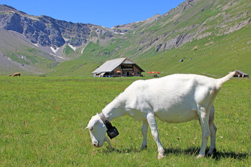 Obraz premium ziege, engstligenalp, adelboden, schweiz