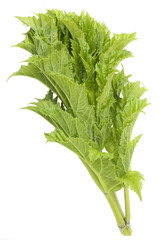 Fresh leaves of Cow Parsnip