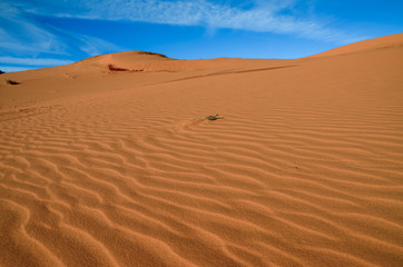 Coral Pink Sand Dunes