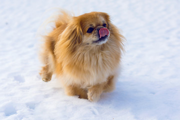 Pretty red dog in outdoors