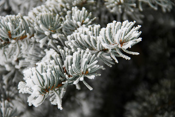 Naklejka na ściany i meble Spruce branches covered with hoarfrost