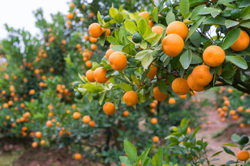 Kumquat, the symbol of Vietnamese lunar new year. In nearly every household, crucial purchases for Tet include the peach "hoa dao" and kumquat plants