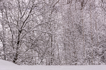 trees snow winter forest snowdrifts