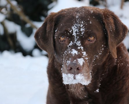 Mein Labbim&auml;dchen liebt den Schnee