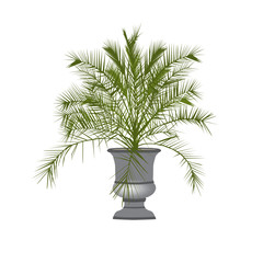 Date palm tree in a vase
