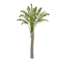 Date palm tree in color
