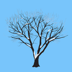 Poplar with the snow on branches