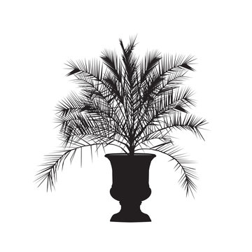 Silhouette of a date palm tree in a vase