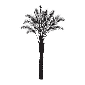 Silhouette of a date palm tree