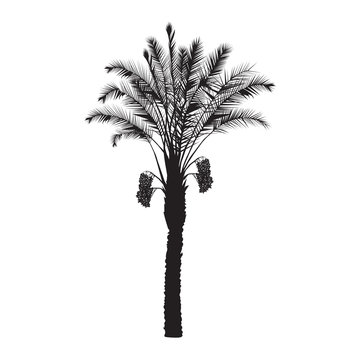 Silhouette of a date palm tree with fruits