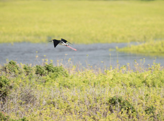 A Hawaiian Stilt soaring in the air above Kealia Pond National Wildlife Refuge.