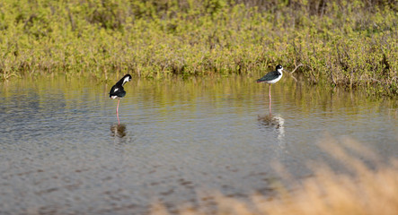 Two Hawaiian Stilts standing on one leg relaxing.