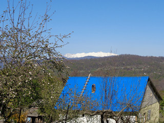 Blooming apple tree near the village house
