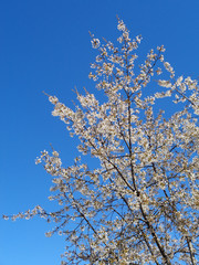 Blooming fruit tree with white flowers against blue sky