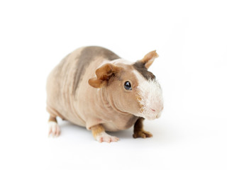 hairless guinea pig on a white background