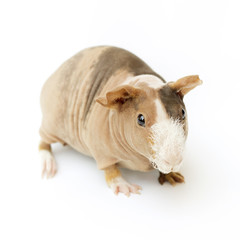 hairless guinea pig on a white background