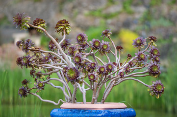 tree aeonium in a blue pot in the garden