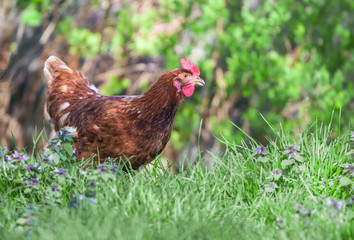 freewheeling chicken on the pasture