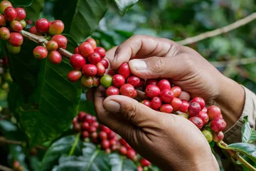 Gordijnen koffiebessen oogsten door landbouwershanden © bonga1965