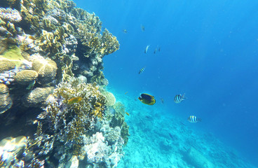Naklejka na ściany i meble Coral and fishs in the Red Sea