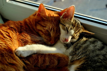 Przytulone koty