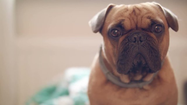 Small French bulldog with droopy ears glances quickly at camera 