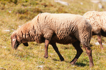 Sheep grazing on the slopes near the peak Hafelekar in Innsbruck