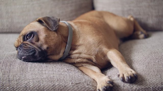 Small lazy bulldog getting up from sleeping on the couch