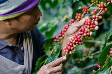 man harvests arabica coffee berries