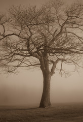 Haunting tree in fog