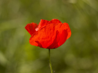 Fototapeta na wymiar red poppy flowers in the meadow