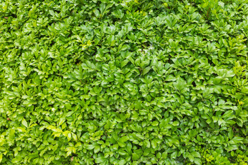 Obraz premium Green leaf background texture