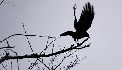 Black Crow taking off silhouette black and white