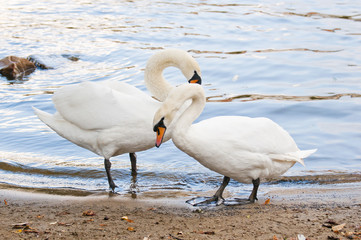 Obraz premium Two beautiful white swans