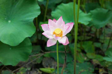 Asian pink lotus on lake