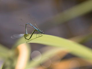 dragonfly sitting on the grass by the lake