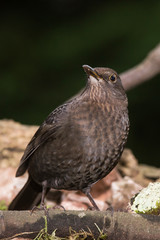 Blackbird, Turdus merula