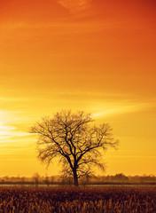 Dramatic colorful evening scene with Silhouette of leafless tree in sunlight. 