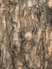 Bark of wood texture for background