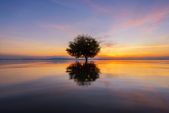 Fototapeta Water and tree sunset in sea